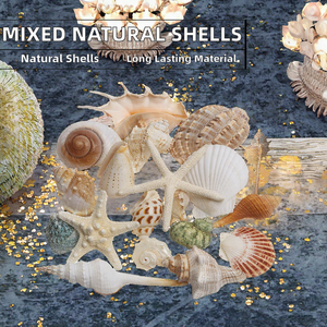 Conjunto de Conchas Marinas Naturales Mixtas, Estrellas de Mar, 15 Tipos, 1.2-2.7 Pulgadas, Tamaños Surtidos para Manualidades, Decoración de Playa - Product Image 5
