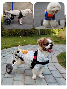 <span class=keywords><strong>Silla</strong></span> <span class=keywords><strong>de</strong></span> <span class=keywords><strong>ruedas</strong></span> <span class=keywords><strong>de</strong></span> aluminio <span class=keywords><strong>para</strong></span> entrenamiento <span class=keywords><strong>de</strong></span> mascotas, <span class=keywords><strong>silla</strong></span> <span class=keywords><strong>de</strong></span> <span class=keywords><strong>ruedas</strong></span> <span class=keywords><strong>de</strong></span> alta calidad <span class=keywords><strong>para</strong></span> entrenamiento <span class=keywords><strong>de</strong></span> rehabilitación <span class=keywords><strong>de</strong></span> <span class=keywords><strong>perros</strong></span> discapacitados, precio bajo <span class=keywords><strong>de</strong></span> fábrica - Product Image 5