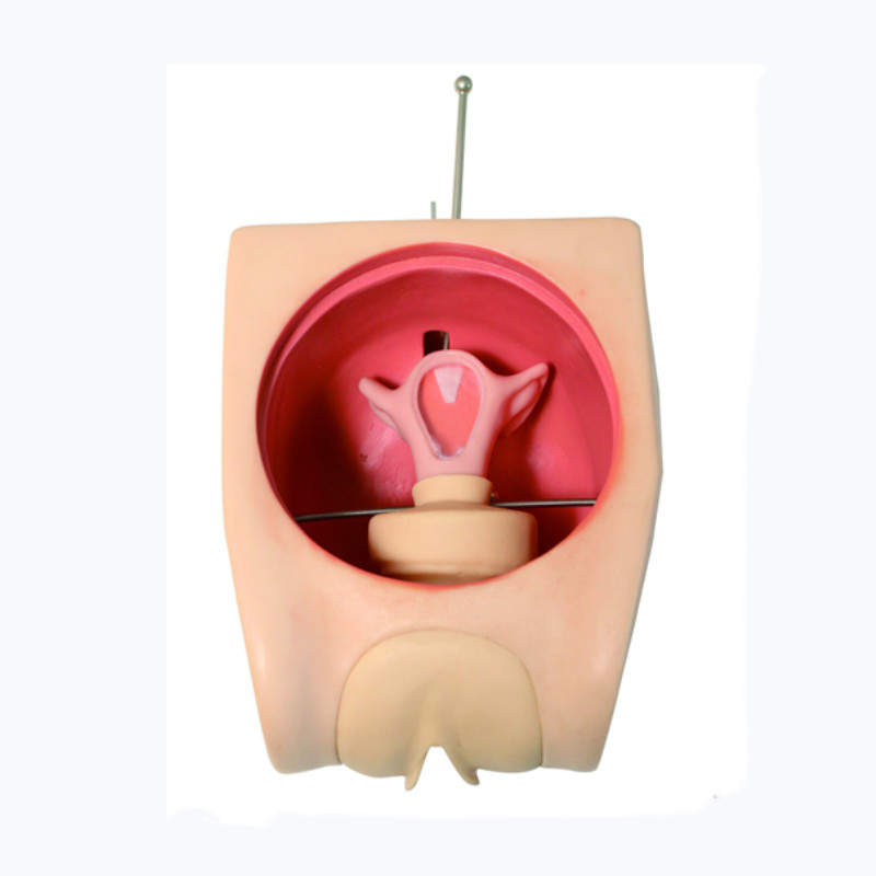 Gynecological Maternal and Child Health Hospital Contraceptive Operation Teaching Family Planning Education Model BIX-FT33B/WD