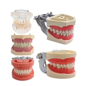<span class=keywords><strong>Modelo</strong></span> Anatómico de Dientes con 28/32 Dientes Enroscables, Desmontable, para Enseñanza Dental, Estándar para Hospitales, Venta Directa de Fábrica - Product Image 5