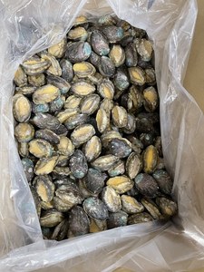 Fruits de mer Offre Spéciale de bonne qualité, ormeau surgelé à blanchir, ormeau surgelé - Product Image 3