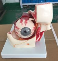 BIX-A1062 Chinon Modelo Anatómico de PVC de Ciencia Médica, Herramienta de Demostración de la Órbita Ocular, Buena Resistencia, Fácil de Transportar para la Escuela de Medicina