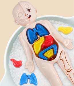 Modelo <span class=keywords><strong>de</strong></span> Estructura <span class=keywords><strong>de</strong></span> Órganos Humanos para Niños, Plástico, DIY, Desmontaje y Montaje <span class=keywords><strong>de</strong></span> Órganos Viscerales, Juguete Educativo para la Primera Infancia - Product Image 5