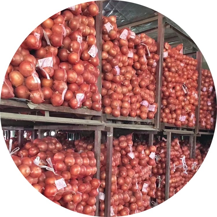 15KG Packing Fresh Yellow Onions China Origin Cheap Price Fresh Onion Size 9CM up