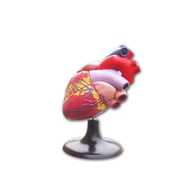 Human medical anatomical heart model