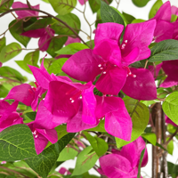 Fabrication de plantes artificielles, Bougainvillier artificiel de 200 cm avec fleurs épanouies dans un pot en ciment pour la décoration de bureau et de maison