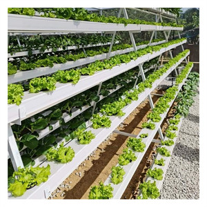 Sistema de cultivo de invernadero en forma de A vertical Sistema hidropónico de Nft de Marco A Plantación de <span class=keywords><strong>cultivos</strong></span> de frutas de hojas con plantas bajas y cortas - Product Image 5