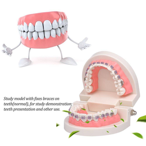 Modelo Dental Portátil de PVC para Enseñanza de Ortodoncia con Aparatos Ortodóncicos - Product Image 5