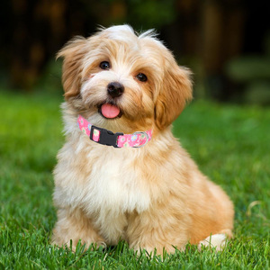 Großhandel Schnelle Lieferung Verstellbares Weiches Hundehalsband mit Blumendruck Pink Mehrfarbig Niedliche Muster für XS Klein Mittel Groß in 6 Farben - Product Image 6