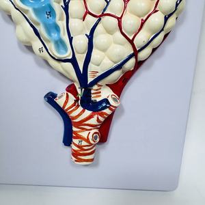 Modelo médico de pulmón Anatomía humana Modelo de alivio agrandado alveolar - Product Image 5