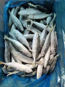 Pescado al por Mayor IQF, Bacalao Redondo para Dar Es Salaam - Product Image 6