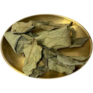 Long <span class=keywords><strong>Li</strong></span> <span class=keywords><strong>Ye</strong></span> Bulk New Sauropus Spatulifolius Leaf Pure Dried Raw Sauropus Spatulifolius Leaves pour Herb - Product Image 1
