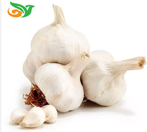 Ail <span class=keywords><strong>frais</strong></span> en gros à bas prix, ail <span class=keywords><strong>frais</strong></span> casher, bulbes entiers marinés, <span class=keywords><strong>légumes</strong></span> <span class=keywords><strong>frais</strong></span> - Product Image 2