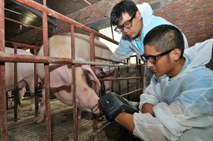 نظام الموجات فوق الصوتية البيطري XUCHN MSU1 للمزارع والمواشي، جهاز مسح رقمي محمول بشاشة LCD ملونة مقاس 5.7 بوصة وهيكل معدني مدمج - Product Image 4