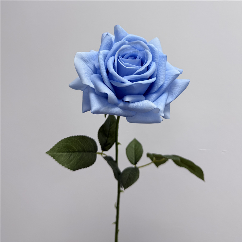 Rosa turca azul, una sola rama, con una textura hidratante al tacto.