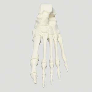 KyrenMed, modelo anatómico de hueso de <span class=keywords><strong>pie</strong></span> humano de espuma sólida, modelo de entrenamiento ortopédico de esqueleto para Taller, perforación preoperatoria - Product Image 1