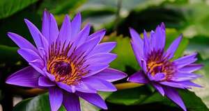 純粋な天然の青い蓮の花エキス粉末水溶性食品グレード100:1青い蓮のエキス粉末 - Product Image 4