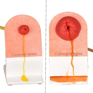 Modelo de Ostomía Fecal de Simulación de Mesa, Modelo de Cuidado de Ostomía para Entrenamiento de Enfermeras - Product Image 5