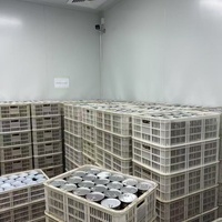 Nieuwe Natuurlijke Zwarte Knoflook Gedroogde Groenten Premium Kwaliteit Gehele Zwarte Knoflook voor Groothandels Importeurs Bulk Verpakte Fruit