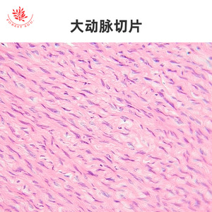 Microestructura típica de las pruebas de microscopio del sistema circulatorio, que incluyen venas grandes, arterias grandes y vasos renales después de la coloración HE. - Product Image 5