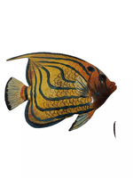 Figurine de poisson ange tropical vintage, décoration murale, peinte à la main, finition brillante, poisson mignon, ornement mural créatif