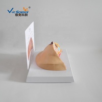 Modelo de Anatomía Interna del Seno Humano, Modelo de Órgano Humano para Enseñanza Médica, Modelo de Seno Femenino