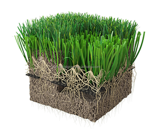 Césped Artificial Híbrido Ecológico Personalizado, <span class=keywords><strong>Precio</strong></span> de Fábrica OEM para Campos de Fútbol, Green de <span class=keywords><strong>Golf</strong></span>, Jardinería y Paisajismo - Product Image 5