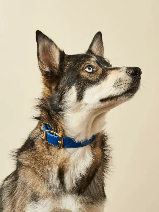 Personal isierte Hunde leine Fabrik direkte Designer Muster Großhandel bunte PU große Hund Haustier Halsband Leder Leine für Hund