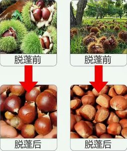 Macchina per sgusciare la quercia/ghianda - Product Image 3