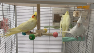 Nouvelle Perchoir-échelle pour oiseaux en bois, jouet interactif rotatif suspendu pour perroquets et perruches - Product Image 4
