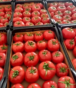 <span class=keywords><strong>Tomate</strong></span> Chino Fresco de Nueva Cosecha, <span class=keywords><strong>Tomate</strong></span> Dulce y Fresco - Product Image 2