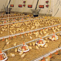 Système d'élevage de poulets de chair à commande automatique, design moderne, prix bas