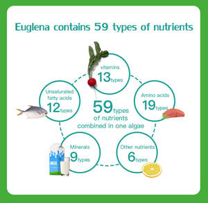 Hetchyn מקור רומן מזון צהוב euglena gracilis אבקת 60% תוסף אנרגיה אבקת פרלון - Product Image 5