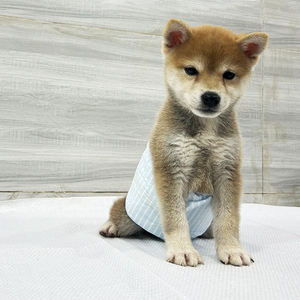 Pañal <span class=keywords><strong>para</strong></span> mascotas <span class=keywords><strong>para</strong></span> <span class=keywords><strong>perros</strong></span> Desechable Fuerte Absorción Suave y transpirable <span class=keywords><strong>Pampers</strong></span> <span class=keywords><strong>para</strong></span> <span class=keywords><strong>perros</strong></span> femeninos y masculinos - Product Image 2