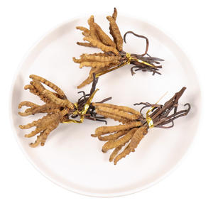 Cordyceps naturais para plantas 100% herbal cordyceps sinensis - Product Image 2