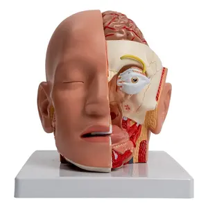 Abnehmbare menschliche Kopfstruktur Gehirn Anatomie Modell Blutgefäße Hirnstamm und Nerv Salivrenklechten Nasenhöhle Lebensgröße