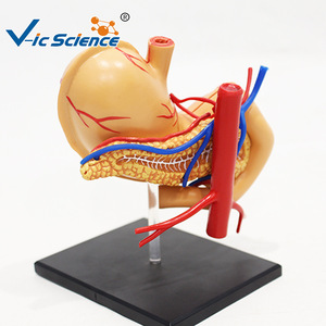 Modèle d'anatomie de l'estomac 4D : un outil pédagogique médical pour l'assemblage et le démontage de la structure de l'estomac humain - Product Image 2