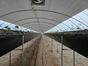 <span class=keywords><strong>Manta</strong></span> <span class=keywords><strong>Térmica</strong></span> para Invernadero CHOYUEH, Aislamiento para Cultivos de Interior, Ganado y Flores - Product Image 5