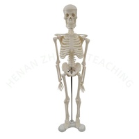 Modèle de squelette anatomique humain miniature de 45 cm pour l'enseignement, en PVC, pour la science médicale