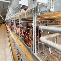 Système de cage à batterie de type H, équipement d'élevage avicole automatique pour ferme avicole commerciale