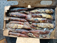 Cumi-cumi Laut India Beku Grosir Cumi-cumi Laut India Berkualitas Tinggi Ekspor Makanan Laut Cumi-cumi Beku 100-300g