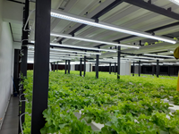 Système de culture hydroponique vertical avec éclairage de croissance pour laitues, herbes et légumes-feuilles, utilisant des canaux NFT