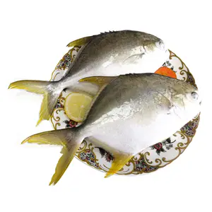 Esportazione Stock frutti di mare pesce congelato di tutte le dimensioni China Golden Fish Pomfret Golden Pompano acquirente di pesce