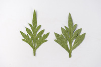 Daun Sulphur Cosmos Kerajinan Seni DIY Membuat Bunga Kering Alami Ramah Lingkungan Asli yang Ditekan