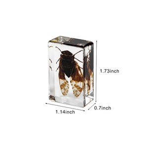 Ensemble de spécimens d'insectes réels en résine personnalisés, collection de insectes en acrylique transparent faite <span class=keywords><strong>à</strong></span> la main, bloc d'entomologie, éducation scientifique, décoration de bureau, cadeau - Product Image 6