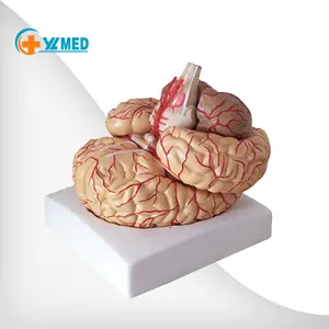 רפואי ציוד מדעי 9 חלקי של אנטומי מוח מודל הוראה רפואית