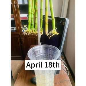 <span class=keywords><strong>Creeping</strong></span> Rooting Grânulos Funcionais aqua-plant Rooting Manutenção Grânulos - Product Image 5