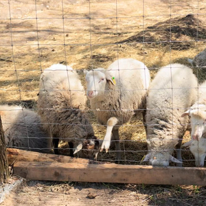 Mạ kẽm dệt dây dê hàng rào với dây điện - Product Image 1