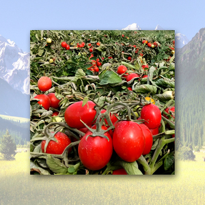 Tomates Enteros Pelados Premium, Jugo de Tomate 400g 800g 2500g, Tomates Enlatados Italianos Estilo San <span class=keywords><strong>Marzano</strong></span> - Product Image 5