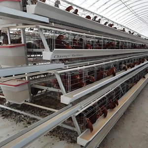 Volautomatisch A-Type Batterij Kippenkooi Stalen Gaas Met Legsysteem En Eierverzameling Voor De Pluimveehouderij - Product Image 6